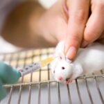 Un estudio con ratones revela que los daños de los azúcares artificiales pasan a los hijos